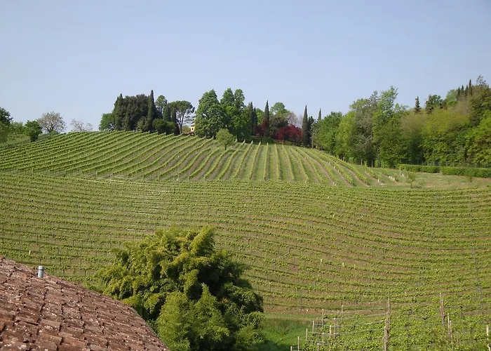 Sporting Ragno D'oro